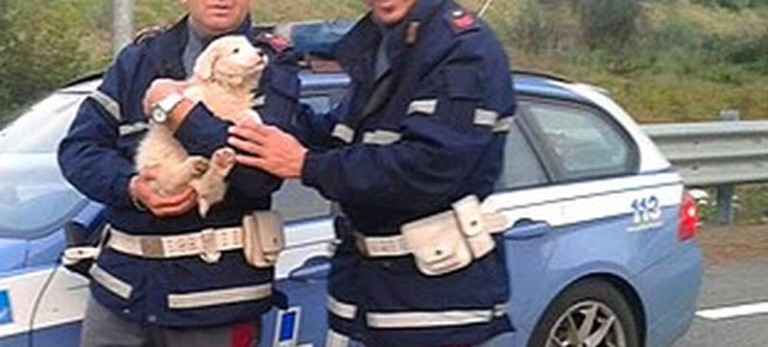 Abbandona pastore maremmano in Autostrada, la Polstrada denuncia padrone “bastardo”
