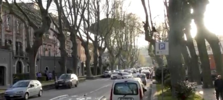 Platani abbattuti a viale Italia, Cipriano: “Indignato. Sono monumenti, non semplici piante”