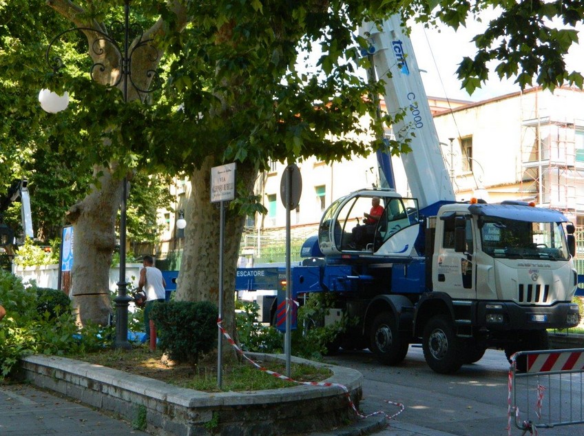 Avellino – Al via l’abbattimento di 21 platani entro il 31 Marzo