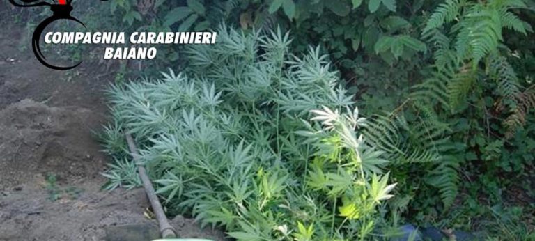 Quindici, scoperta vasta piantagione di cannabis