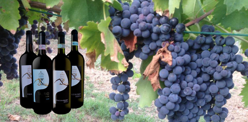 Sertura Vini: una vendemmia che porterà bianchi e rossi grandiosi